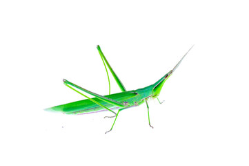 The locusts, a kind of orthoptera insects