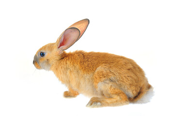 The rabbit in a white background
