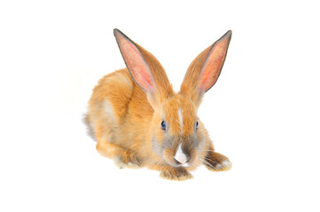 The rabbit in a white background