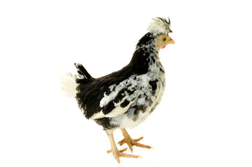 Chicken, chicken wing on a white background