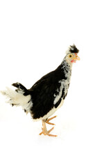 Chicken, chicken wing on a white background
