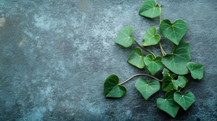 A single ivy vine with heart-shaped green leaves, resting on a minimalist grey surface