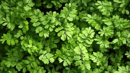 Obraz premium Close-up of delicate fern leaves, forming a soft and natural plant background
