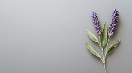A single lavender sprig with soft green leaves, arranged neatly on a minimalist grey background