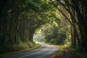 Fototapeta premium view of the road lined with forest
