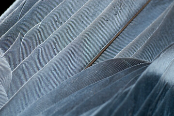 Close up of  Grey Dove feathers, INdia.