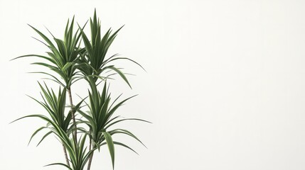 A tall dracaena plant with its thin green leaves, placed on a minimalist white background