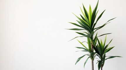Naklejka premium A tall fiddle-leaf fig with its large, dark green leaves, resting on a clean white surface