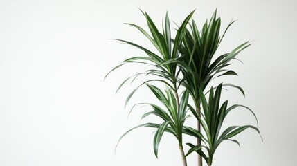 Obraz premium A tall fiddle-leaf fig with its large, dark green leaves, resting on a clean white surface