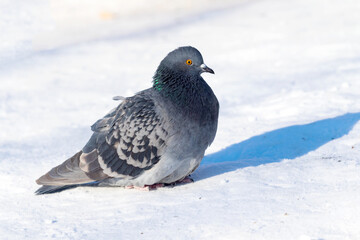 wild dove in the snow on the nature