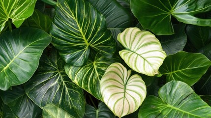Large, glossy tropical leaves overlapping, creating a bold and lush plant background