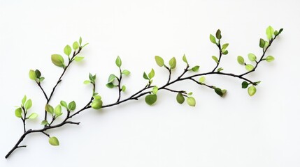 branch isolated on white background