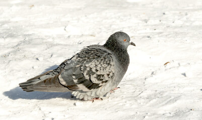 wild dove in the snow on the nature