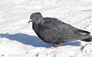 wild dove in the snow on the nature