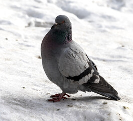 wild dove in the snow on the nature