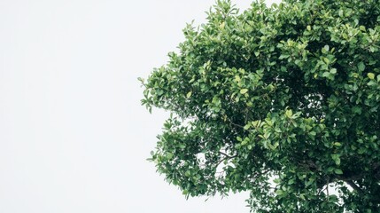 close-up green tree isolated on white