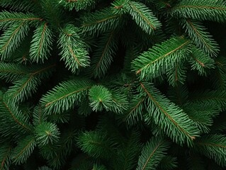 Obraz premium Lush evergreen tree branches close-up in natural light setting