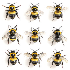 Illustration of nine detailed bees showcasing various poses against a plain background, highlighting their intricate features and wings