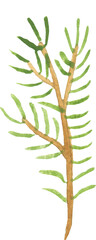 watercolor hand drawn Winter evergreen pine tree branche. Natural design element. Cute plant. Wild handdrawn christmas, xmas, new year, branche isolated on transparent background 
