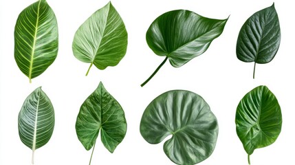 Fototapeta premium set of green leaves isolated on white