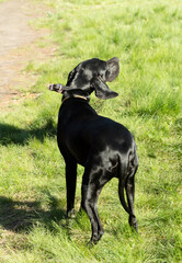 hunting dog on the nature of the spring