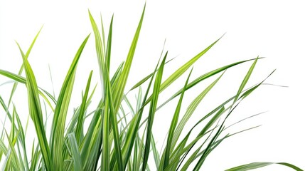 Fototapeta premium green plant levaes isolated on white