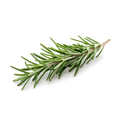 Fototapeta premium Rosemary sprig isolated on a white background 