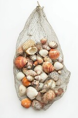 Seashells in a net on white background.