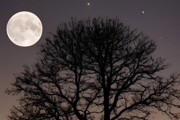 full moon over the forest