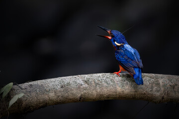 Blue-eared Kingfisher Alcedo