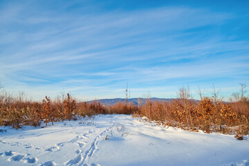 A young fall beech forest in a snow-covered glade on a winter evening