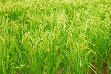 Ears of rice in growth, rice paddies in summer
