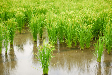 Obraz premium Ears of rice in growth, rice paddies in summer
