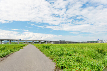 Ears of rice in growth, rice paddies in summer