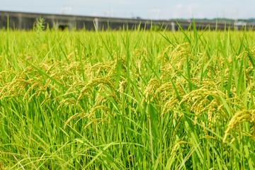 Ears of rice in growth, rice paddies in summer