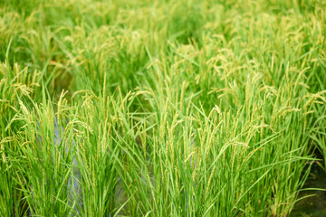Ears of rice in growth, rice paddies in summer