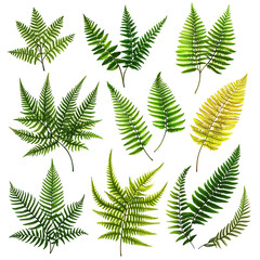 A collection of various fern leaves showcasing different shapes and shades of green against a white background