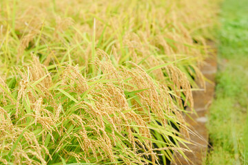 Ears of rice before harvest, close-up, rice fields in autumn