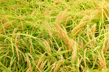 Ears of rice before harvest, close-up, rice fields in autumn
