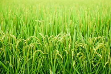 Ears of rice in growth, rice paddies in summer
