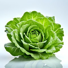 Fototapeta premium Fresh head of lettuce with layered leafy greens isolated on a white background