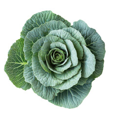 Fototapeta premium Fresh green cabbage rosette, leafy vegetable head, organic produce PNG for nutrition, cooking, grocery and packaging design isolated PNG with Transparent Background
