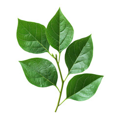 Fototapeta premium Aesthetic Green Leaves with a Stylish Background for Nature-Themed Projects, Illustrations, and Decor, on the transparent background