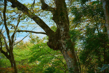 木にできた大きなコブ