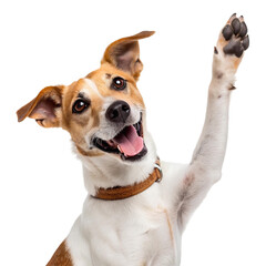 happy dog giving a high five and looking at the camera isolated on transparent background 