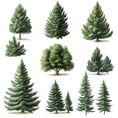 Fototapeta premium A collection of various tree illustrations showcasing different types and shapes of conifers and broadleaf trees in natural settings