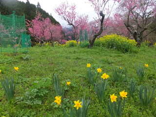 空と桜畑