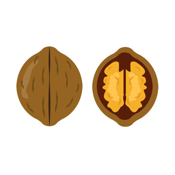 Tasty walnut on white background, vector illustration