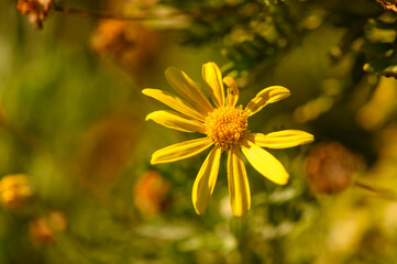 A vibrant yellow flower blooming amidst lush greenery in a sunlit garden during springtime