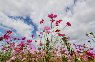 コスモスを仰ぎ見る